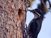 IMG 2006c  Black-backed Woodpecker (Picoides arcticus) - female at nest